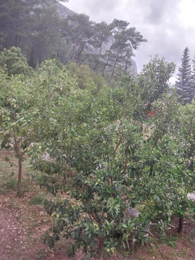 Village Garden Pansiyon Antalya Exterior foto