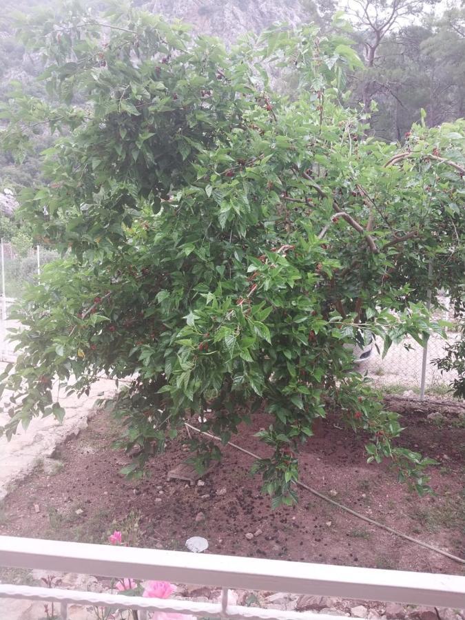 Village Garden Pansiyon Antalya Exterior foto